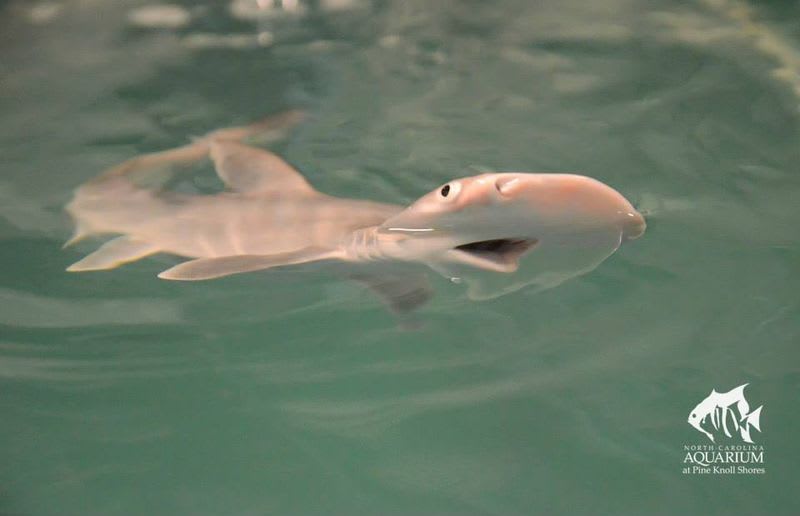 Mláďata žraloka kaldivouna tuburo - Obrázek 2