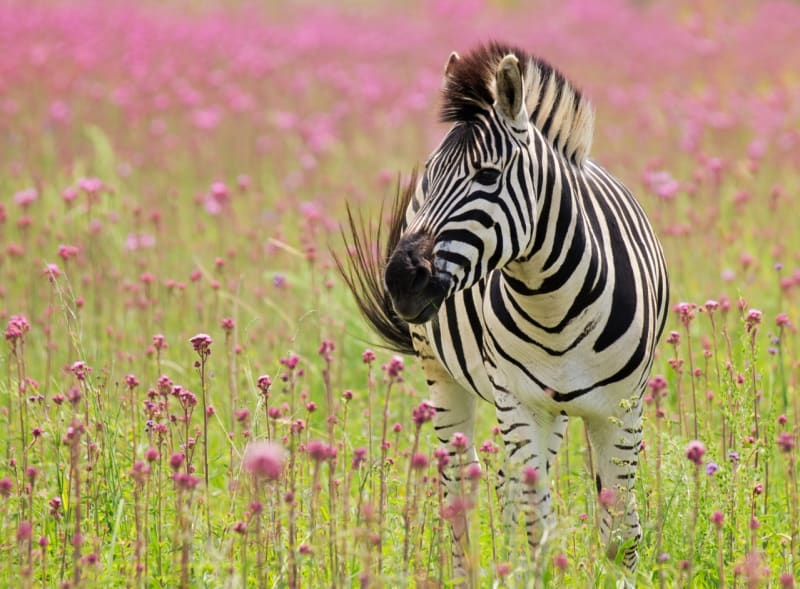 Zebra se dožívá 30 až 40 let...