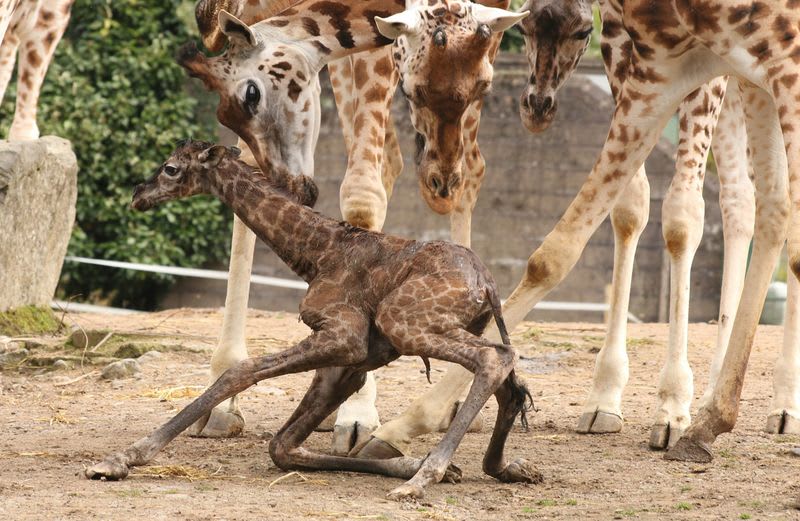 Novorozená žirafa - Obrázek 4