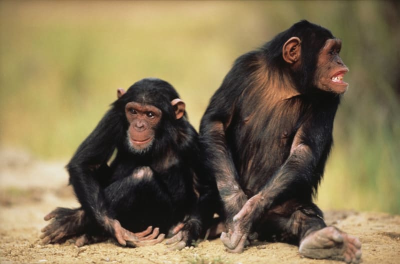 Šimpanzí rodina