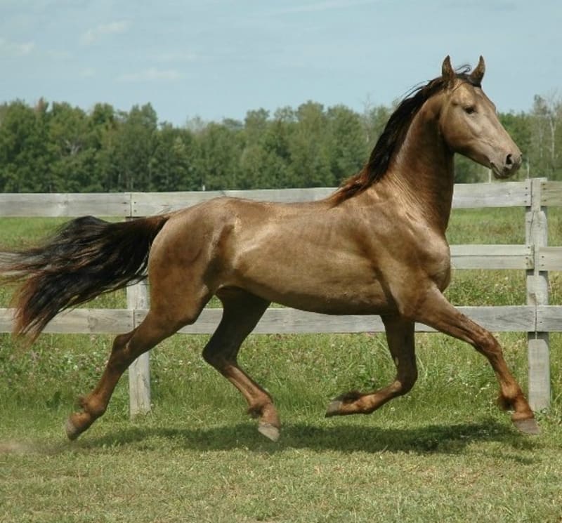Nejpodivněji a nejkrásněji zbarvení koně - Obrázek 9