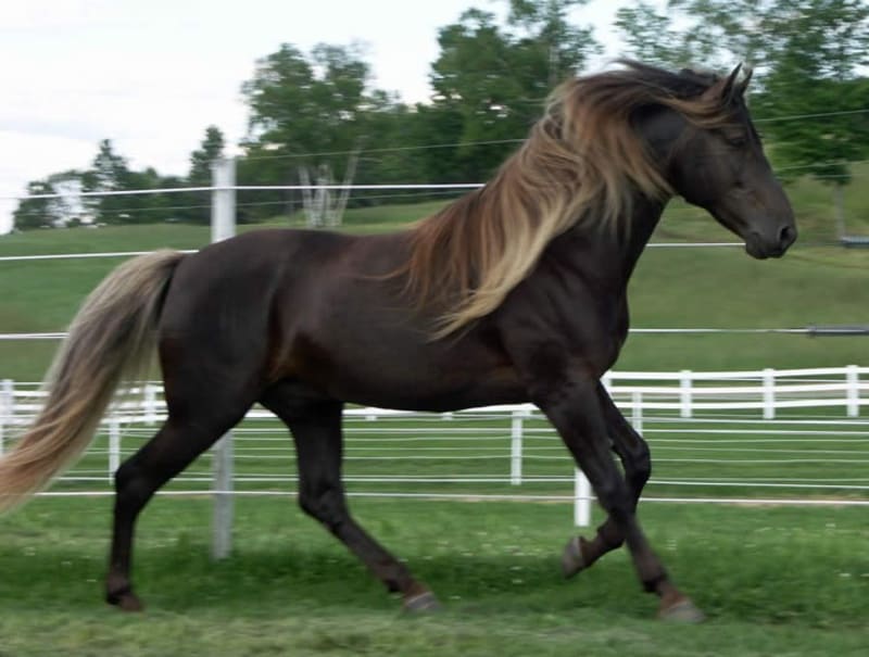 Nejpodivněji a nejkrásněji zbarvení koně - Obrázek 13