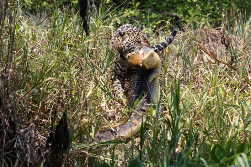 Jednooký jaguár proti mocnému kajmanovi - Obrázek 3