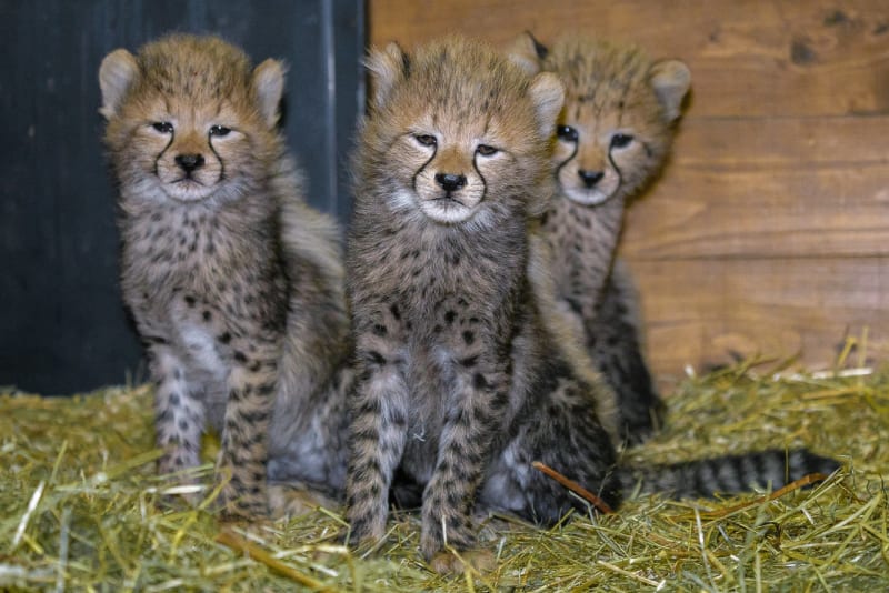 Gepardí mláďata v Zoo Praha - Obrázek 5