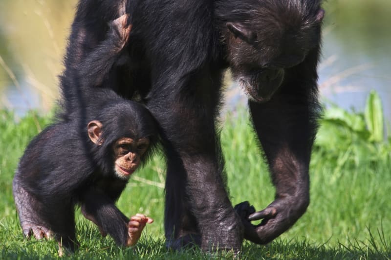 Šimpanzí rodina