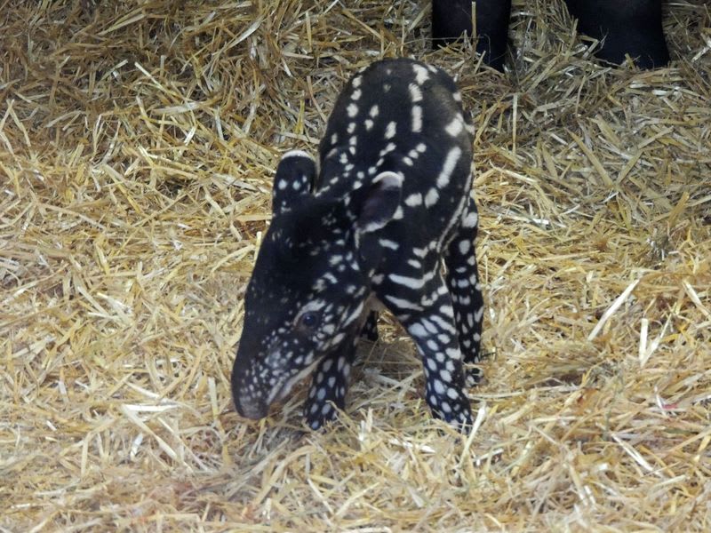 Mládě tapíra čabrakového - Obrázek 5