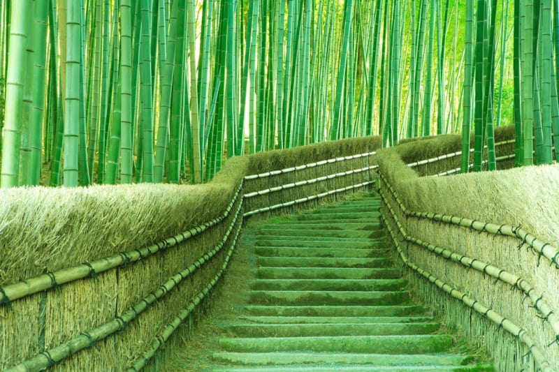 Bambusový prales v Japonsku