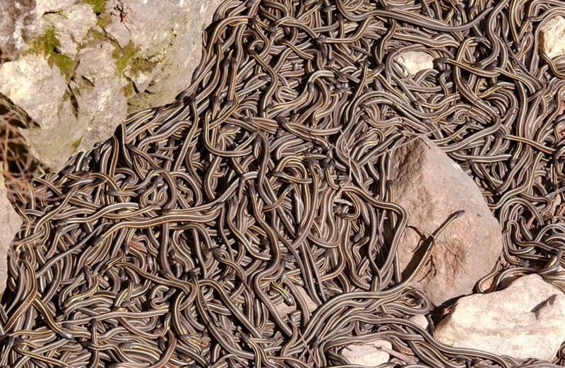 35 000 hadů na jedné hromadě - Obrázek 1