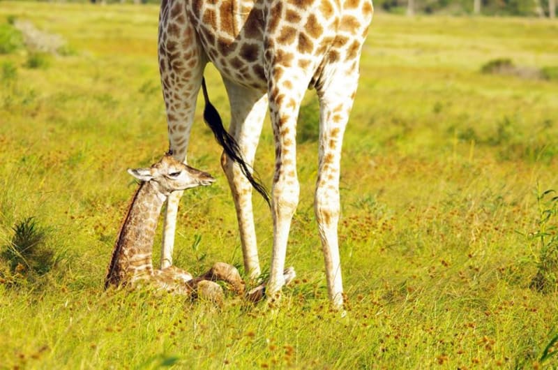 GALERIE: Porod žirafy v přímém přenosu! - Obrázek 12