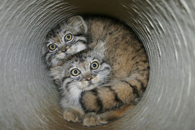 Manulové: krásné a zcela ohrožené divoké kočky - Obrázek 10