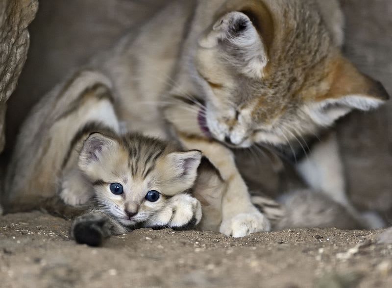 Mláďata kočky pouštní jsou nádherná! - Obrázek 6