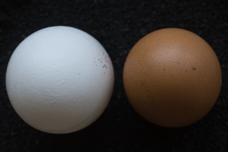 Kterému vejci byste dali přednost?