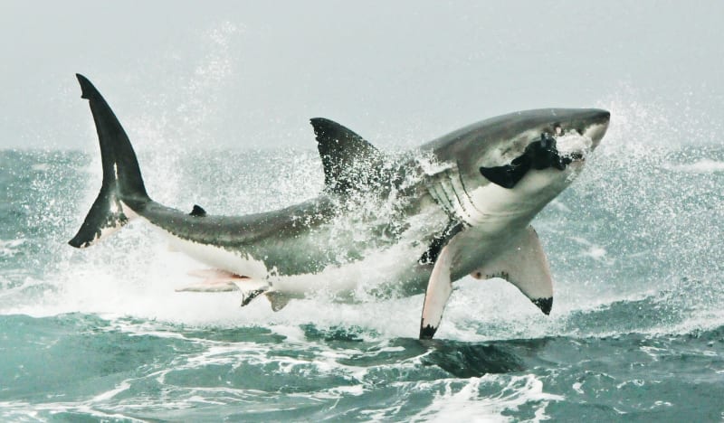 Žralok bílý v útoku