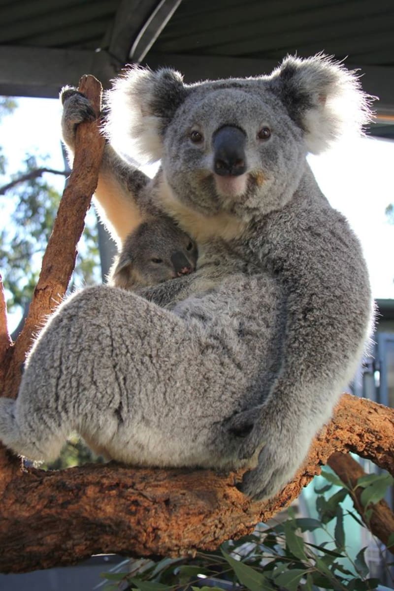 Mladí koalové, kteří se narodili v Zoo Taronga - Obrázek 9