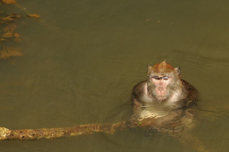 Opice se prý nerady koupají, ale tento makak jávský to asi neví