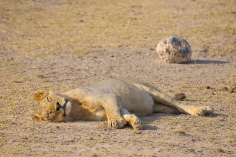 Park Amboseli je sice menší, ale o to větší je tu koncentrace zvířat, hlavně v době sucha