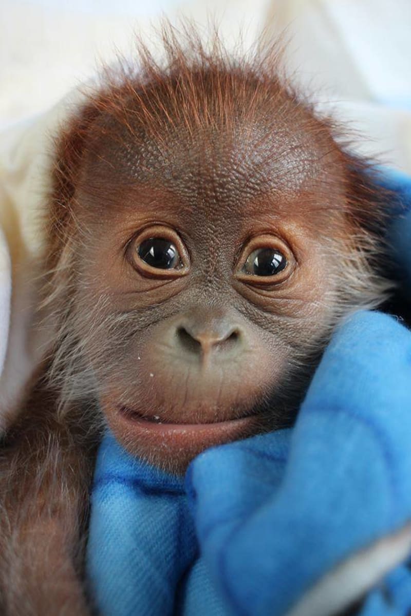 Novorozený orangutan z Berlína - Obrázek 3