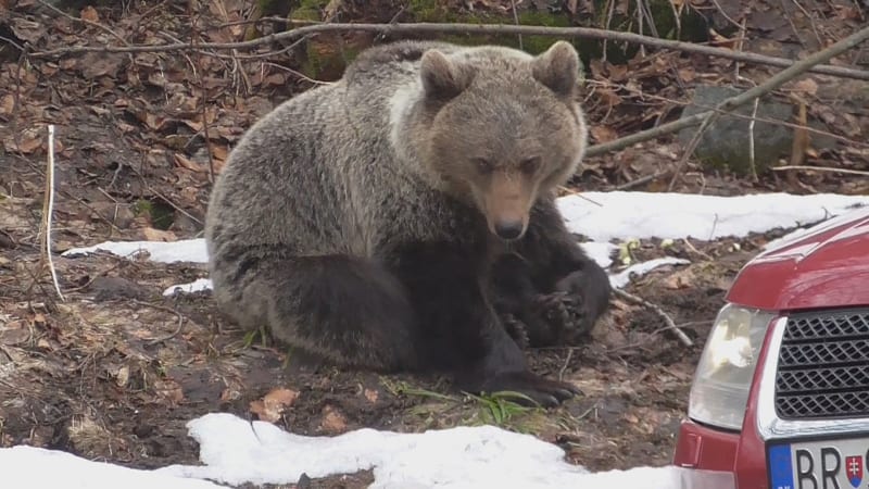 Medvěd na Slovensku.