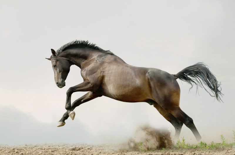 Elegance koňského pohybu - Obrázek 5