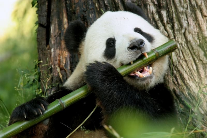 Západní svět se poprvé seznámil s pandou velkou až v roce 1869. FOTO: Thinkstock