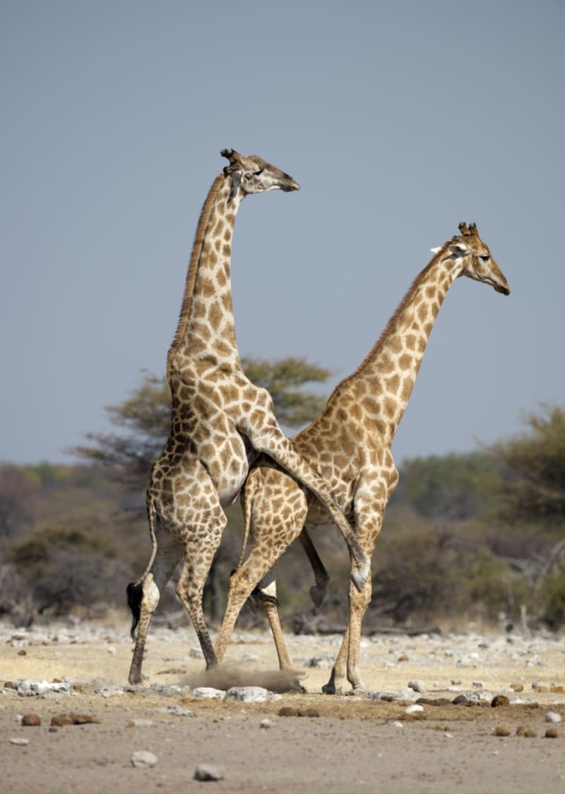 Páření žiraf