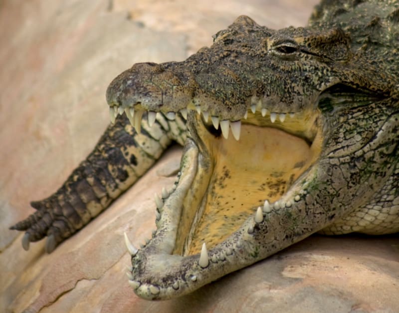 Čelisti krokodýlů a aligátorů