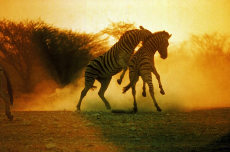 Stavbou těla se zebry podobají primitivním druhům oslů a koní. Mají kratší nohy, ale větší hlavu, a