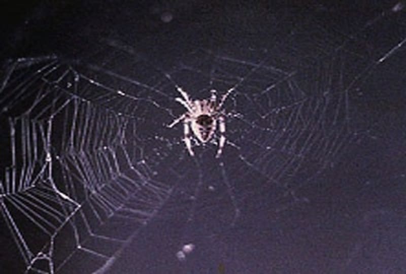 Takhle vypadá první síť, kterou si pavouk utkal na palubě ISS