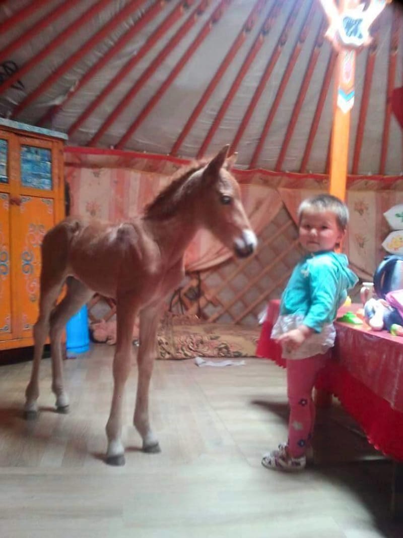 Přátelství mezi díětem a koněm vzniká v Mongolsku už od narození - Obrázek 4