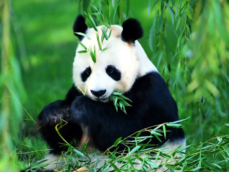 Podle Mezinárodní unie pro ochranu přírody v přírodě žije už jen 2500 pand. FOTO: Thinkstock