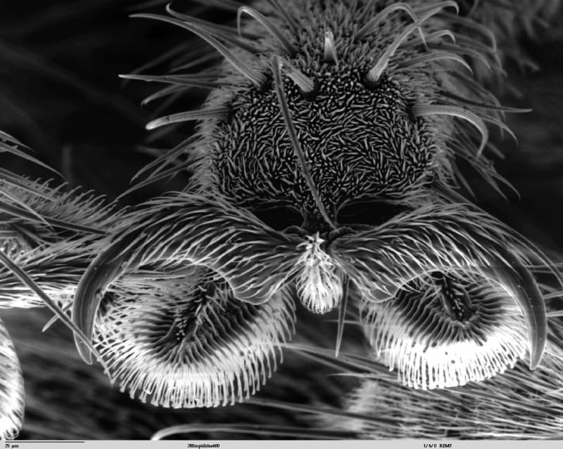 Nejpodivnější hlavy hmyzu zblízka - Obrázek 9