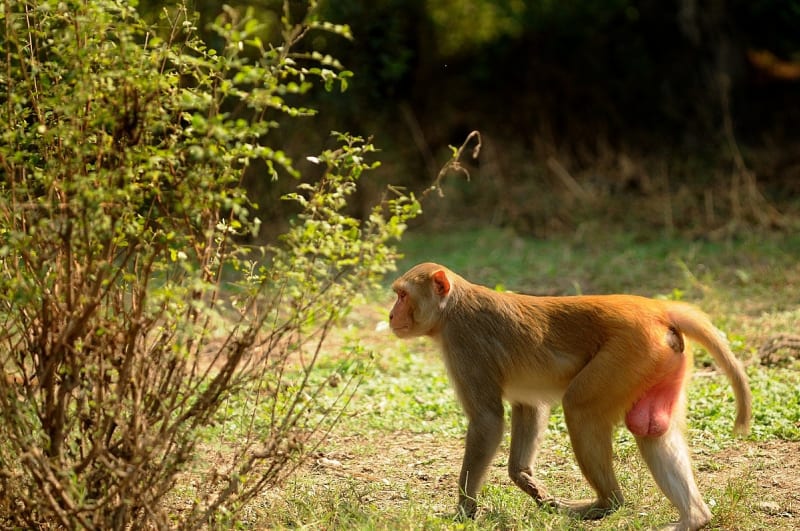 Samec makaka (M. rhesus) v indickém národním parku Keoladeo