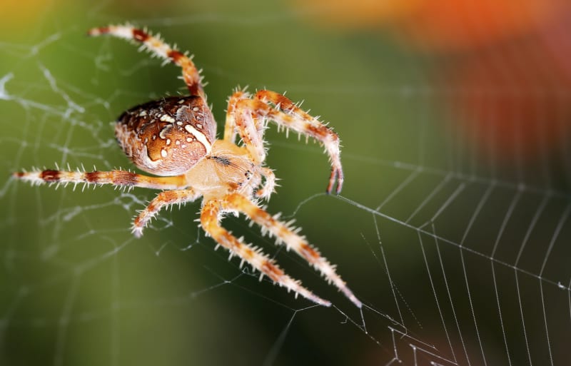 Mnohde se říká, že pavouci nosí štěstí, ale u křižáků se díky jejich výrazné kresbě na zádech tvrdilo, že nosí smrt.