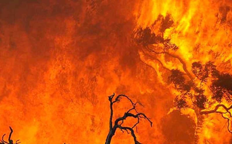 Obří lesní požáry v Indonésii - Obrázek 6