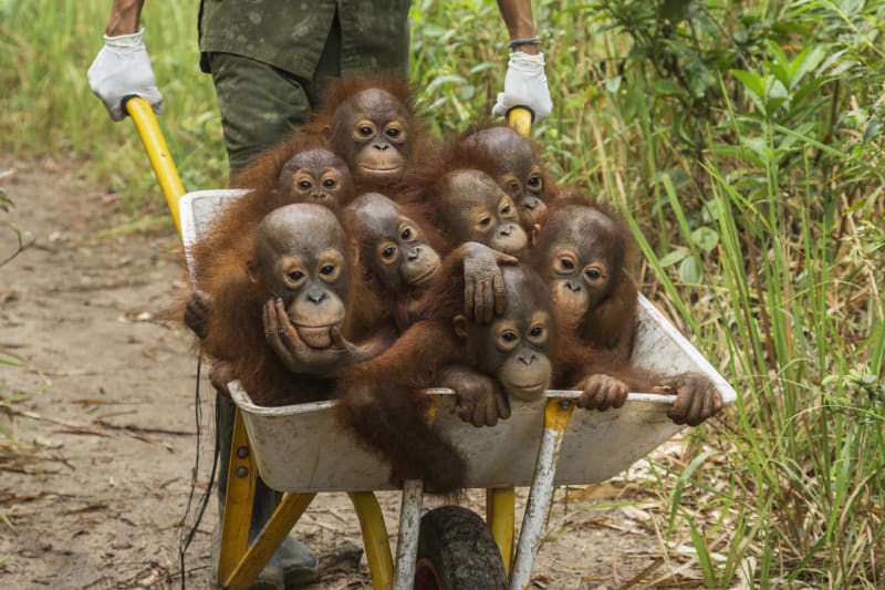 Tough times for Orangutans