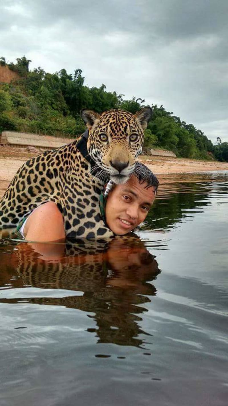 Brazilský armádní jaguár  - Obrázek 4
