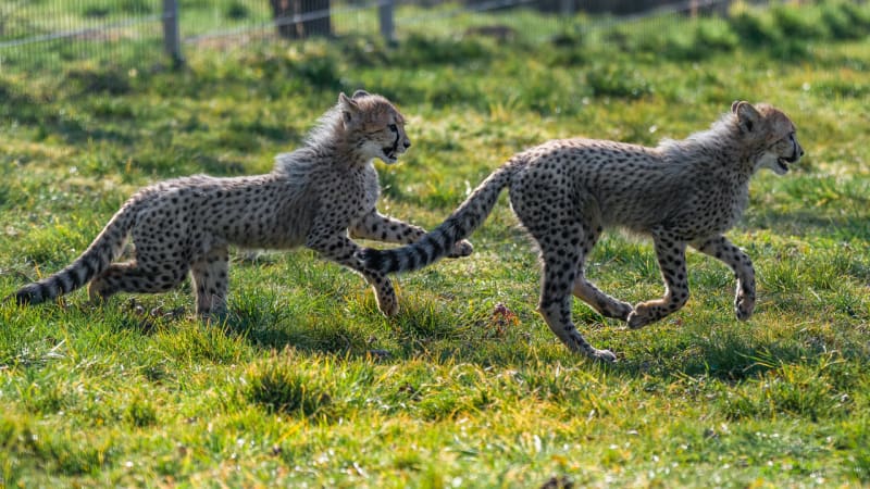 Gepardí mláďata v Zoo Praha - Obrázek 11