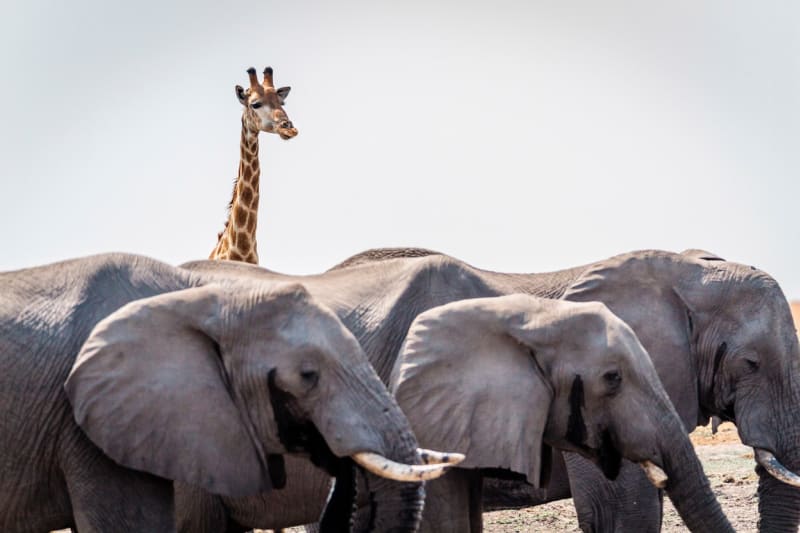 Nejlepší fotografie slonů: Perspektiva je ukazuje z nečekaných úhlů - Obrázek 6