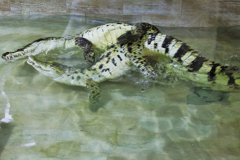 Krokodýli v Protivíně - Obrázek 8