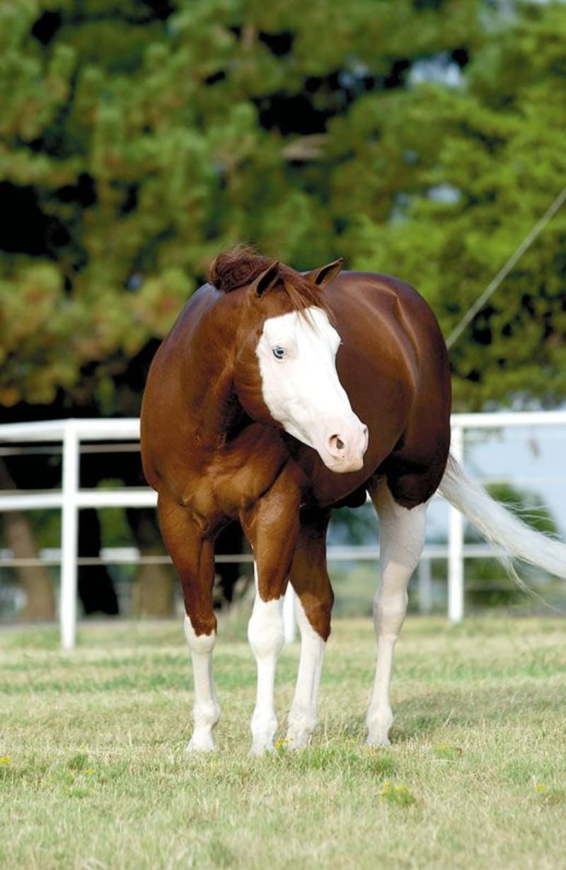 Nejpodivněji a nejkrásněji zbarvení koně - Obrázek 18