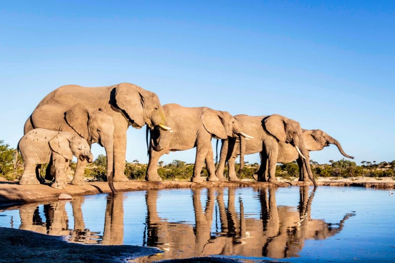 Nejlepší fotografie slonů: Perspektiva je ukazuje z nečekaných úhlů - Obrázek 5
