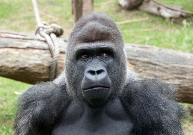Gorily se pohybují zvláštní chůzí, kdy se opírají o kotníky předních končetin