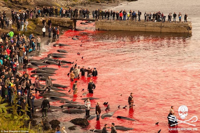 Na Faerských ostrovech letos místní vyvraždili 250 kulohlavců - Obrázek 4
