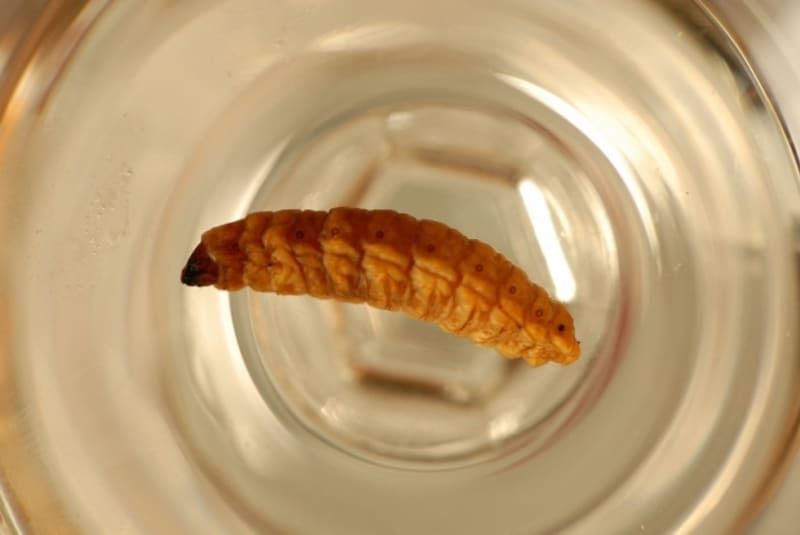 Larva z mezcalu
