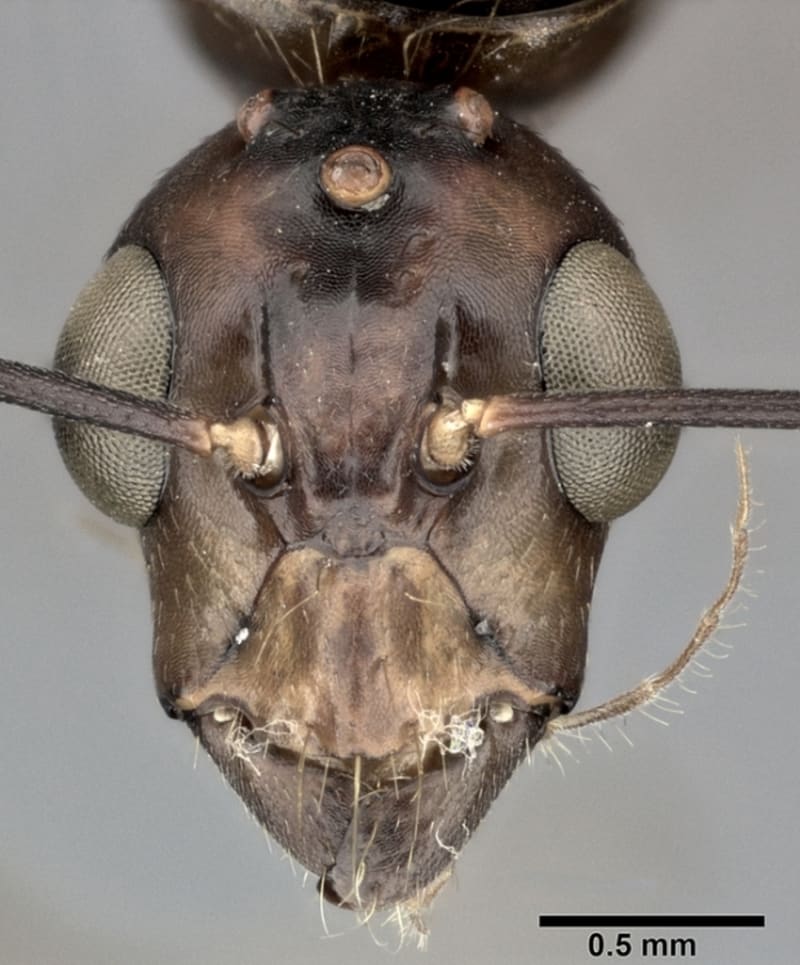 Camponotus poe-c