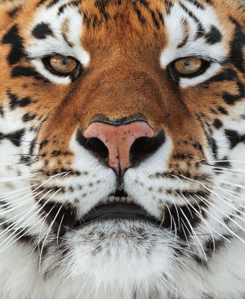 Tygří pohledy - Obrázek 6
