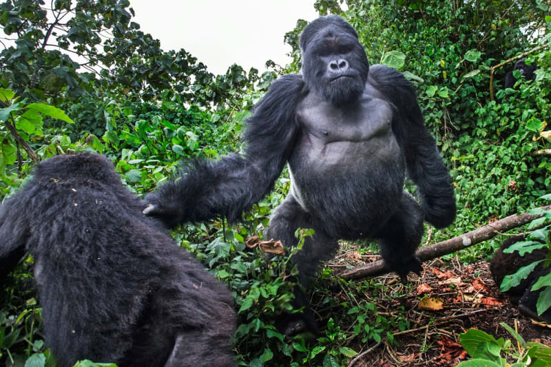 Tváří v tvář rozlobené gorile - Obrázek 3