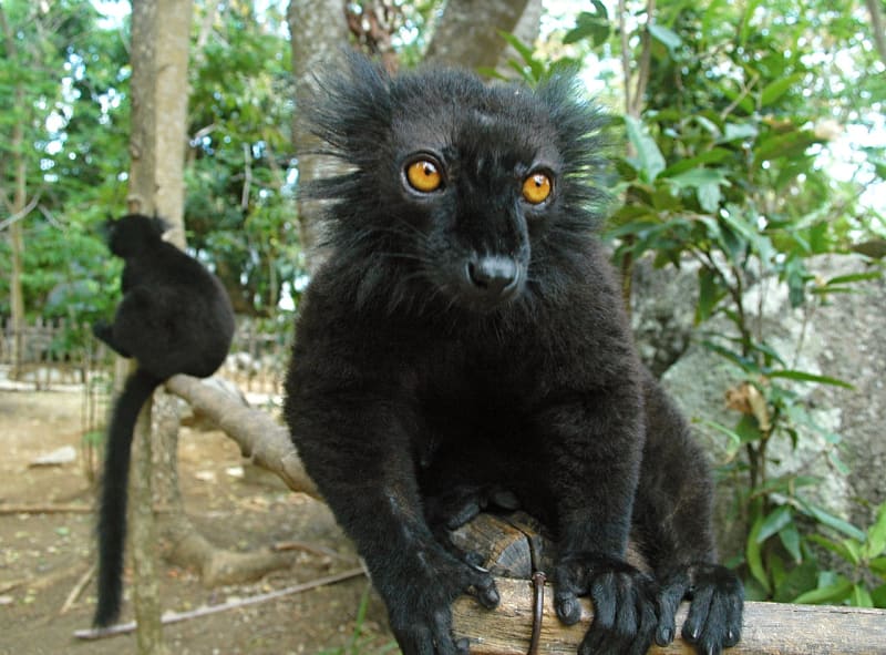 Madagaskarští duchové - lemur tmavý