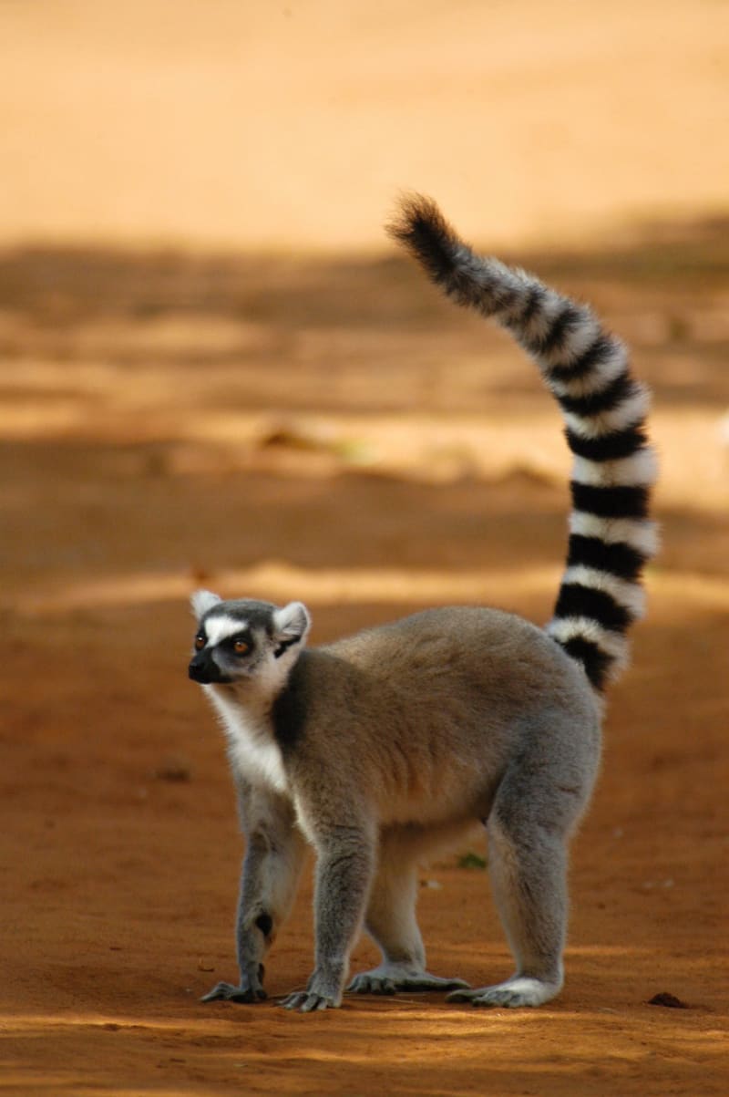 Madagaskarští duchové - lemur kata