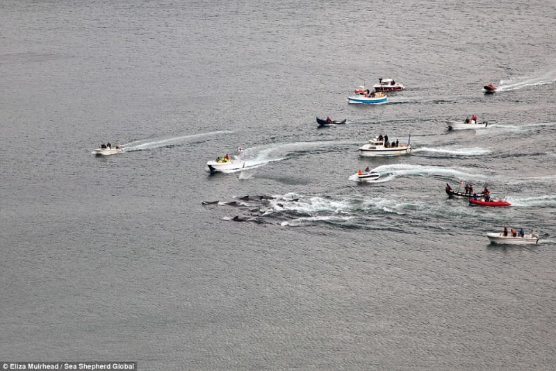 Na Faerských ostrovech letos místní vyvraždili 250 kulohlavců - Obrázek 11